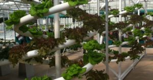 Aeroponics In India: Things To Know Before You Setup Your Aeroponics Farm In India