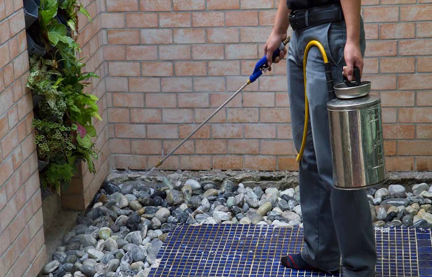 The Best And Effective Termite Control Methods You Should Know